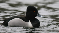 Ring-necked Duck, Pitlochry, February 2016