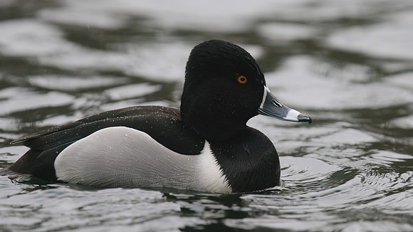 Ring-necked Duck, Pitlochry, February 2016