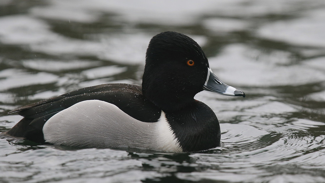 Ring-necked Duck, Pitlochry, February 2016