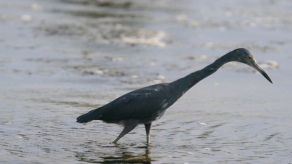 Little Blue Heron, Palm Beach, Aruba, November 2015.
