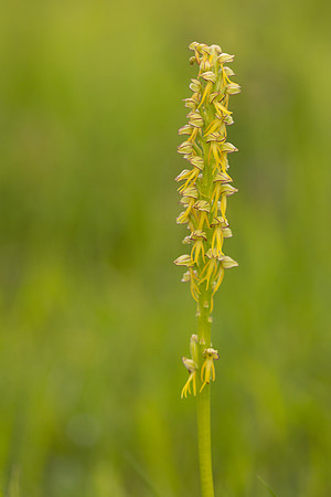 Man Orchid, Wye nature reserve, May 2024