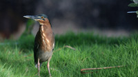Green Heron, Palm Beach, Aruba, November 2015