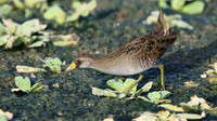 Sora, Bubali Pond, Aruba, November 2015