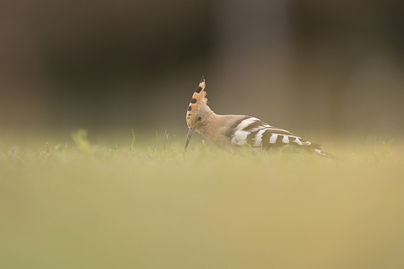 Hoopoe, Swansea, October 2024