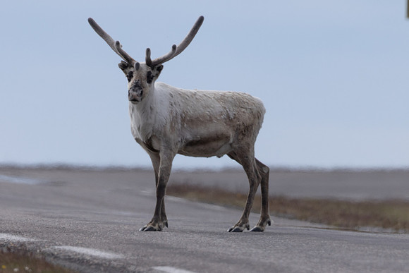 Reindeer