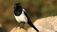 Magpie, Brean, January 2016