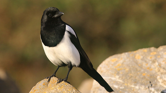 Magpie, Brean, January 2016