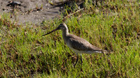 Bar-tailed Godwit Cairns 2013