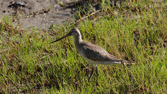 Bar-tailed Godwit Cairns 2013