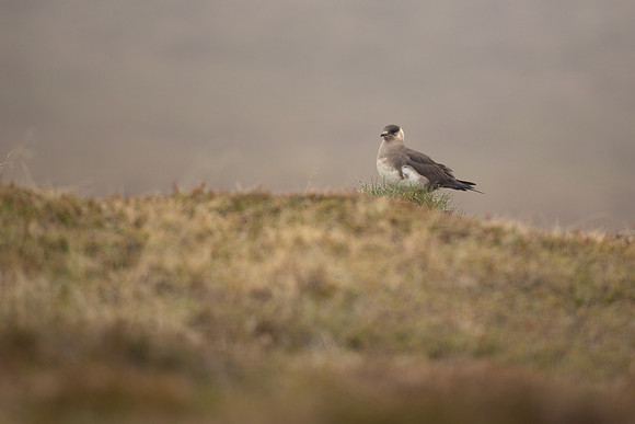 Arctic Skua( Light Phase), Iceland, May 2022