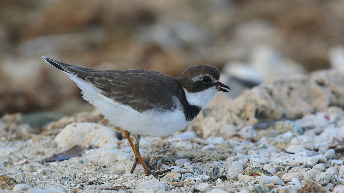Semipalmated Plover, Arashi Beach, Aruba, November 2015