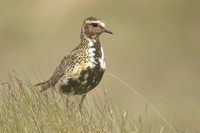 Golden Plover, Eyrarbakki, Iceland, June 2022