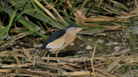 Little Bittern, Germasogeia Dam, Cyprus, May 2016.