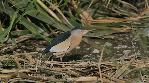 Little Bittern, Germasogeia Dam, Cyprus, May 2016.