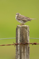 Meadow Pipit, Floi, Iceland, June 2022