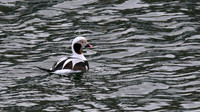 Long-tailed Duck, Lossiemouth Harbour, February 2016