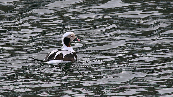 Long-tailed Duck, Lossiemouth Harbour, February 2016