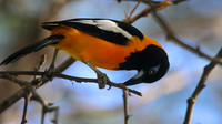 Venezuelan Troupial, Palm Beach, Aruba, November 2015.
