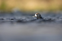 Harlequin Duck,  River Laxa, Iceland, May 2022