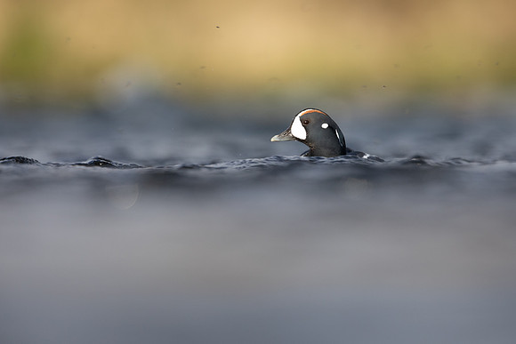 Harlequin Duck,  River Laxa, Iceland, May 2022