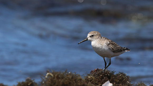 Sanderling, Areshi Beach, Aruba, November 2015