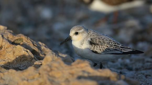Sanderling, Areshi Beach, Aruba, November 2015.