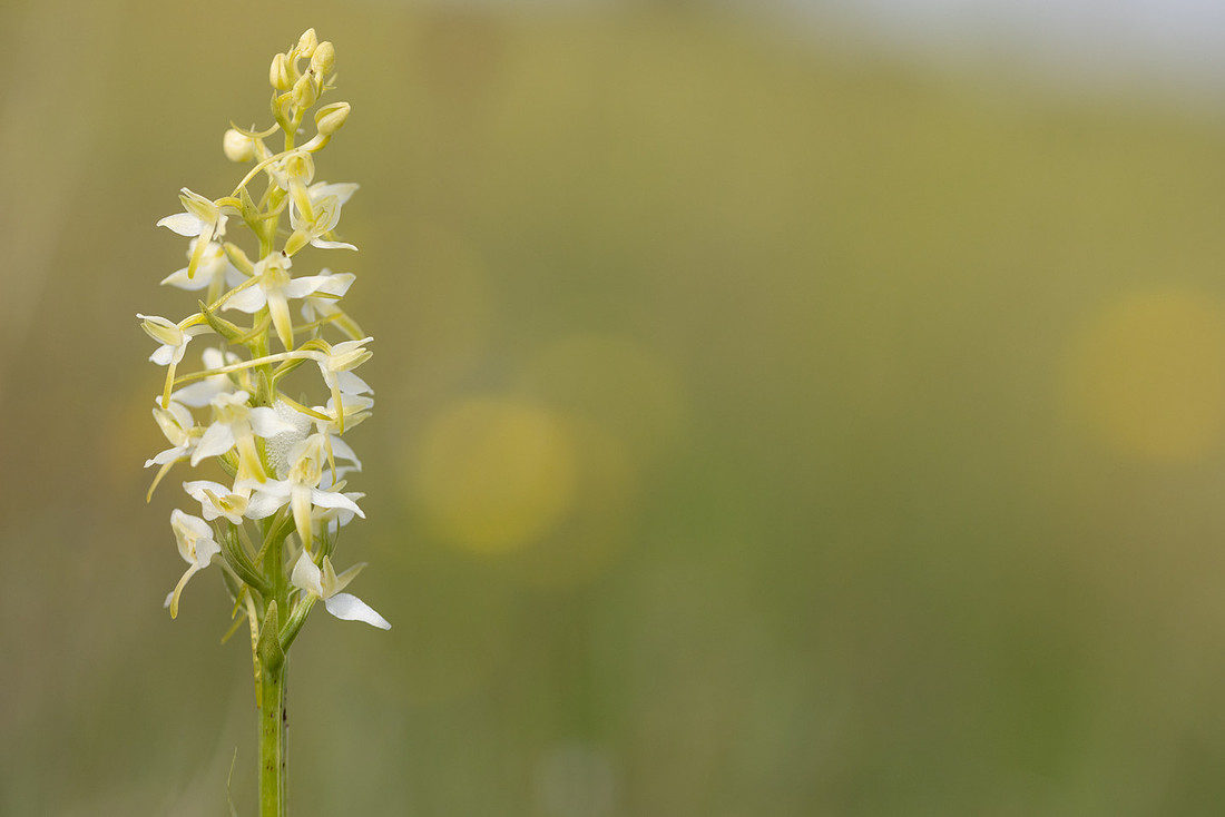 Lesser Butterfly-orchid, Morgans Hill, June 2024
