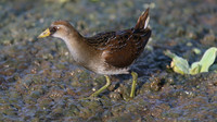 Sora, Bubali Pond, Aruba, November 2015