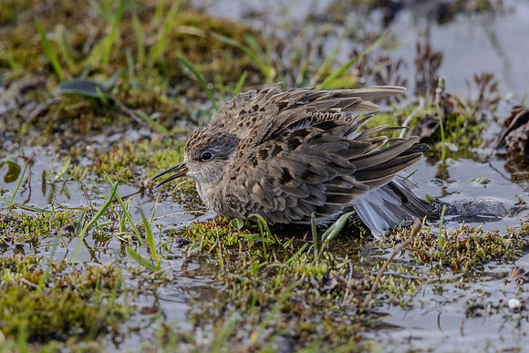 Temmincks Stint, Sandfjordneset, Norway June 2025