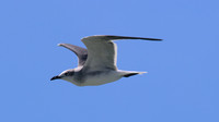 Laughing Gull, Arashi Beach, Aruba, November 2015
