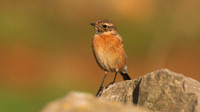 Stonechat, Brean, January 2016