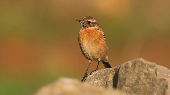 Stonechat, Brean, January 2016