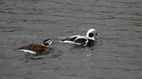 Long-tailed Duck, Lossiemouth Harbour, February 2016