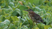 Green Heron