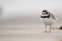Ringed Plover, Raufarhofn, Iceland, June 2022