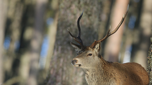 Red Deer, Cairngorms, February 2015
