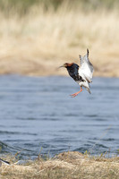 Ruff, Sandfjordneset, Norway June 2025