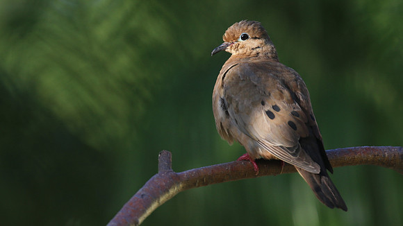 Eared Dove, Bubali Pond, Aruba, November 2015