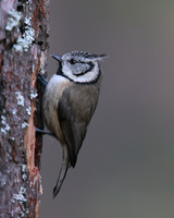 Crested Tit, Loch Garten, Feb 2016