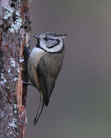 Crested Tit, Loch Garten, Feb 2016