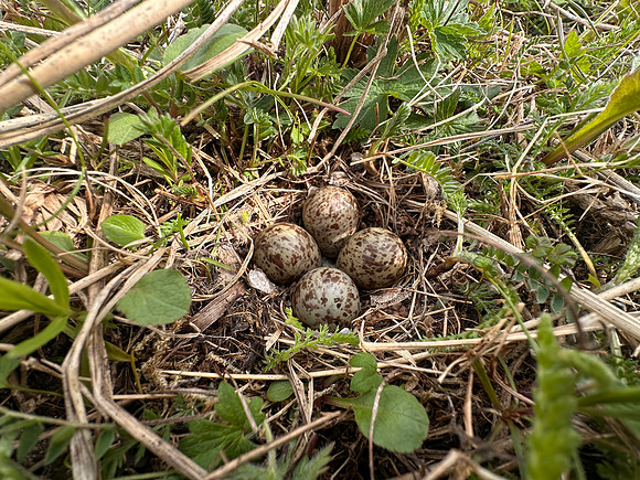 Temmincks Stint, Sandfjordneset, Norway June 2025