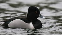 Ring-necked Duck, Pitlochry, February 2016