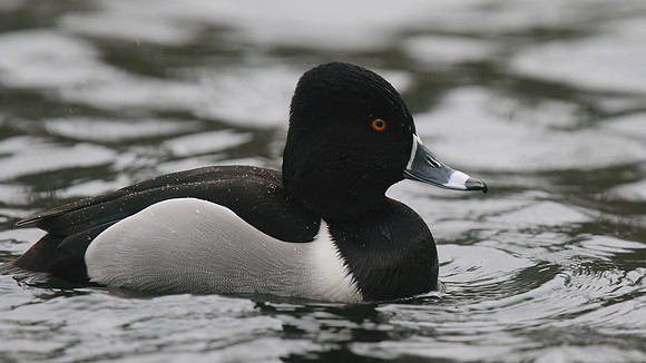 Ring-necked Duck, Pitlochry, February 2016