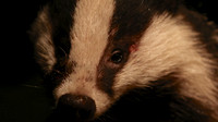 Badger