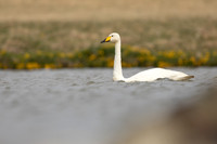Whooper Swan, Snæfellsnes peninsula, Iceland, June 2022
