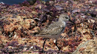 Semipalmated Sandpiper, Arashi Beach, Aruba, November 2015.