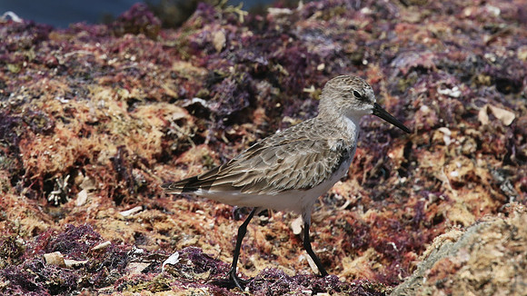 Semipalmated Sandpiper, Arashi Beach, Aruba, November 2015.