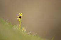 Early Spider-Orchid, Dorset Coast, April 2023