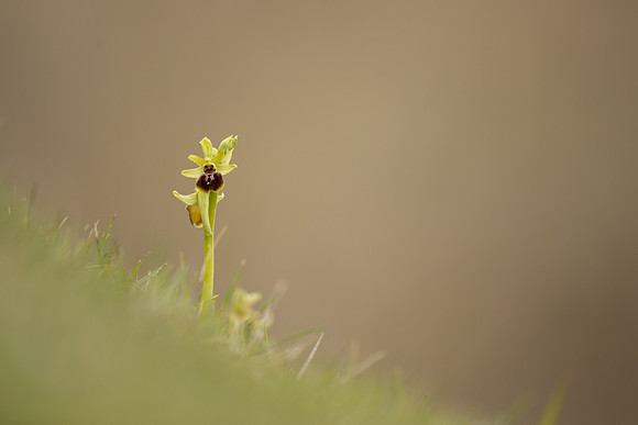 Early Spider-Orchid, Dorset Coast, April 2023