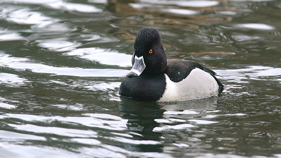 Ring-necked Duck, Pitlochry, February 2016